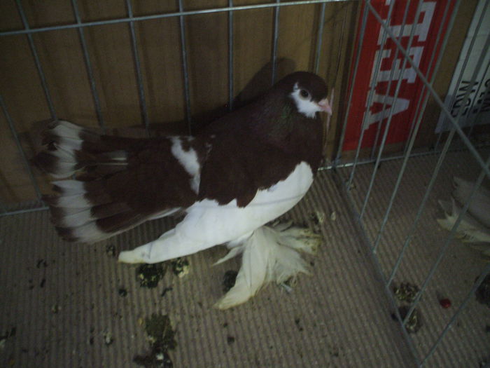 DSCF3857 - Expozitia FAUNA BANATULUI Timisoara - 16 - 18 ianuarie 2015
