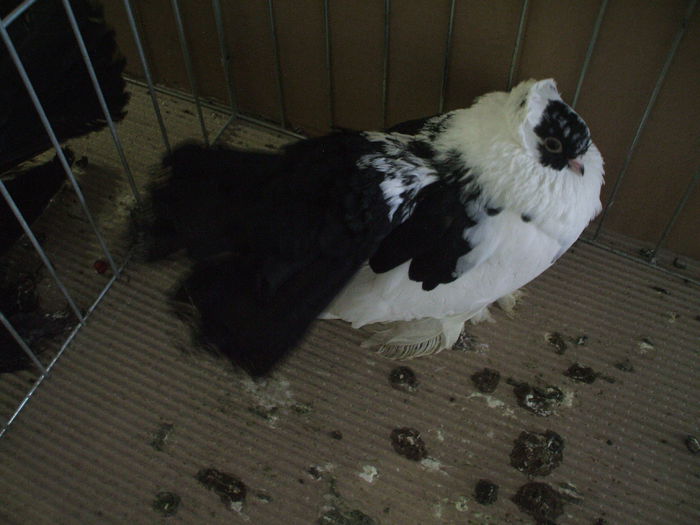 DSCF3866 - Expozitia FAUNA BANATULUI Timisoara - 16 - 18 ianuarie 2015