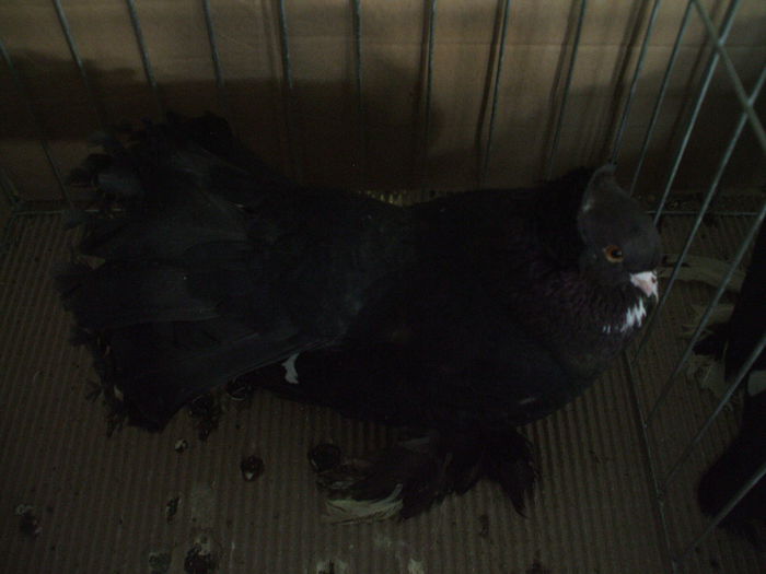 DSCF3867 - Expozitia FAUNA BANATULUI Timisoara - 16 - 18 ianuarie 2015
