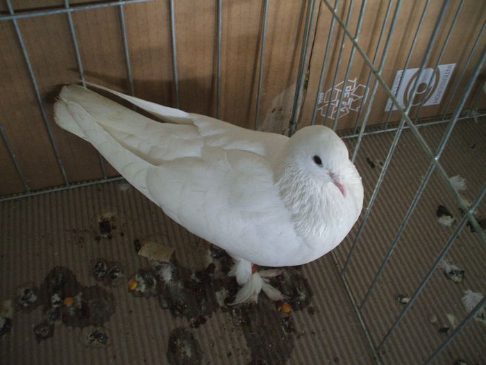 DSCF3870 - Expozitia FAUNA BANATULUI Timisoara - 16 - 18 ianuarie 2015