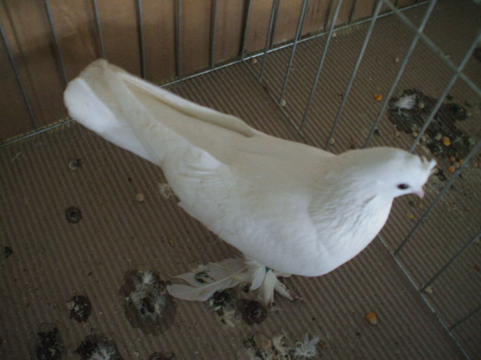 DSCF3872 - Expozitia FAUNA BANATULUI Timisoara - 16 - 18 ianuarie 2015