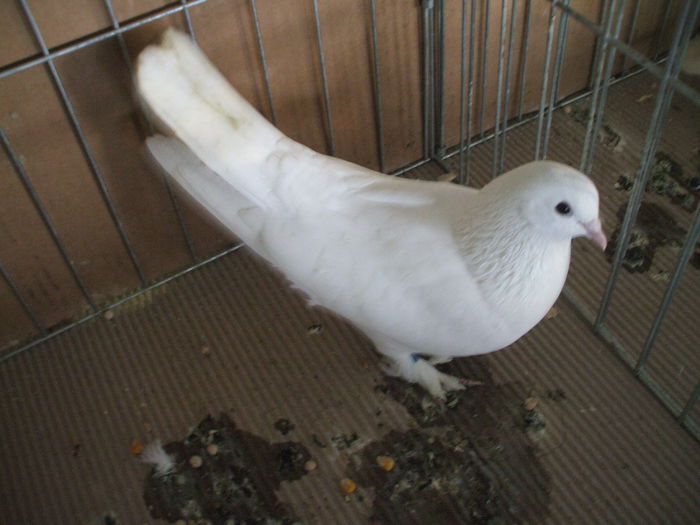 DSCF3873 - Expozitia FAUNA BANATULUI Timisoara - 16 - 18 ianuarie 2015