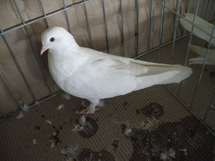 DSCF3876 - Expozitia FAUNA BANATULUI Timisoara - 16 - 18 ianuarie 2015