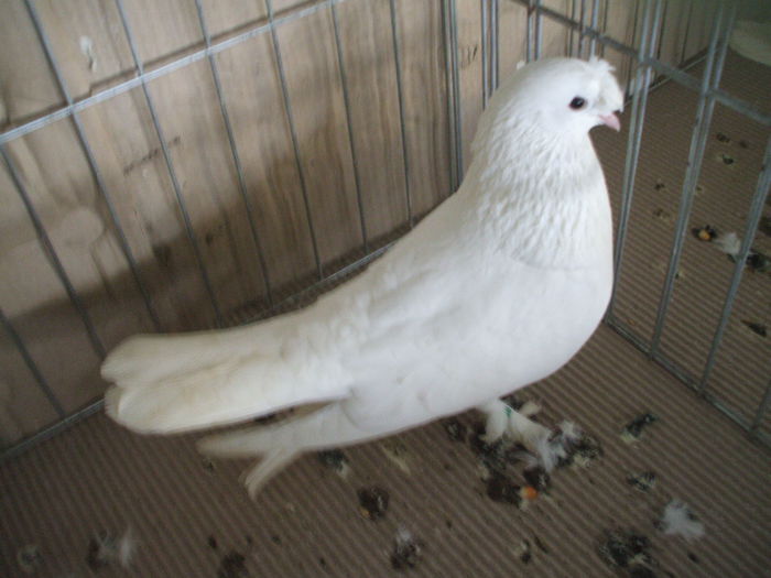 DSCF3877 - Expozitia FAUNA BANATULUI Timisoara - 16 - 18 ianuarie 2015