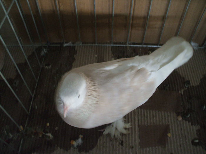 DSCF3884 - Expozitia FAUNA BANATULUI Timisoara - 16 - 18 ianuarie 2015