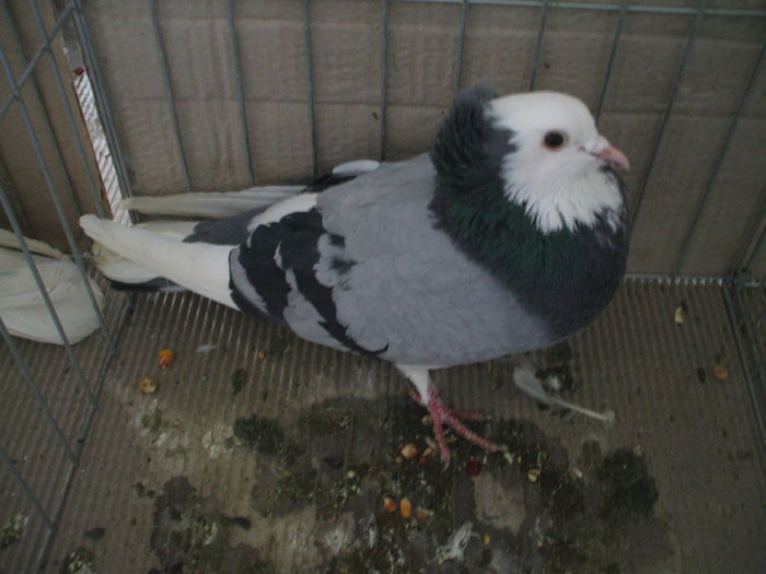 DSCF3899 - Expozitia FAUNA BANATULUI Timisoara - 16 - 18 ianuarie 2015