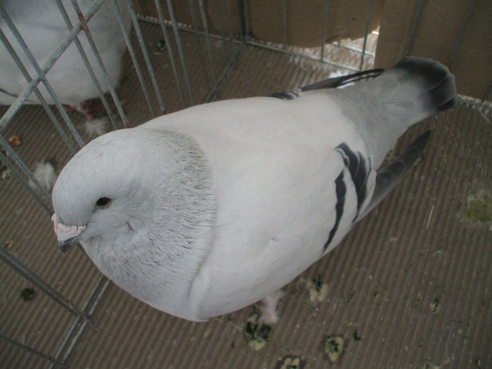 DSCF3910