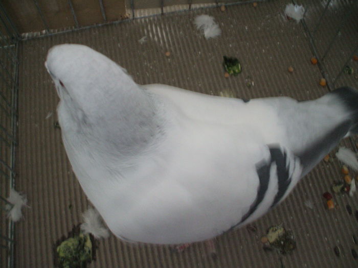 DSCF3919