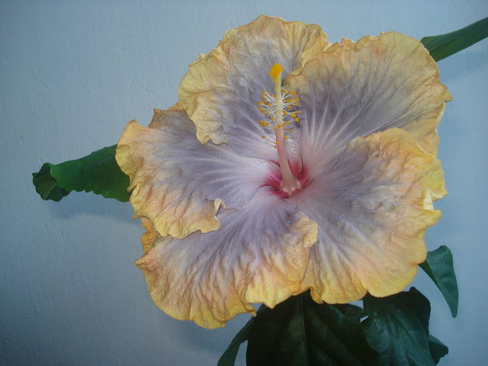 Creole Lady - HIBISCUS 2015