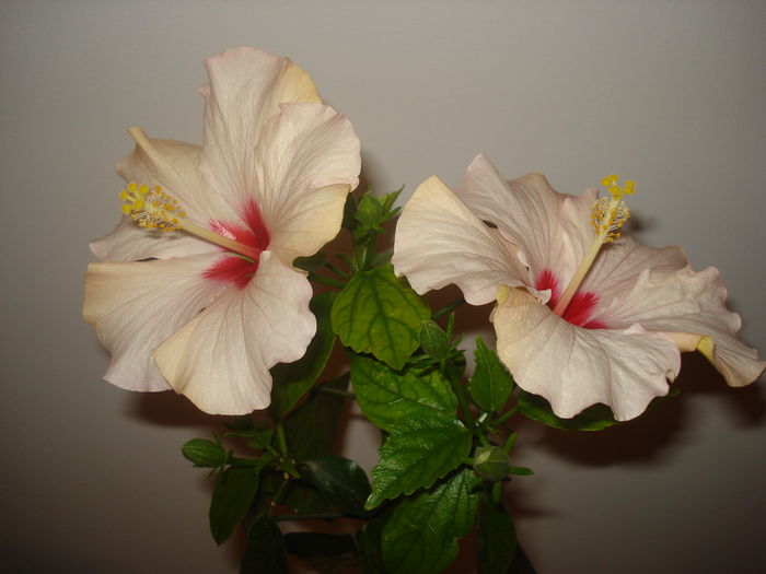 DSC09650 - HIBISCUS 2015