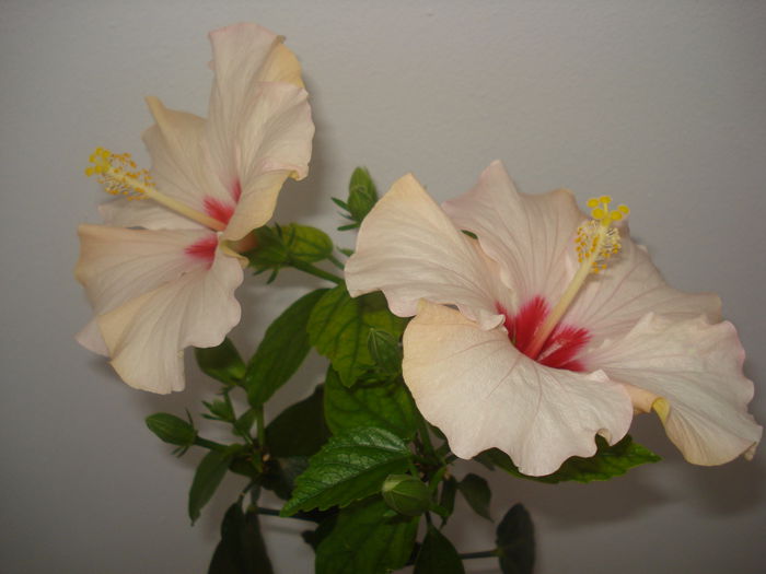 DSC09655 - HIBISCUS 2015