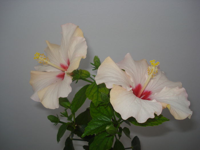 DSC09654 - HIBISCUS 2015