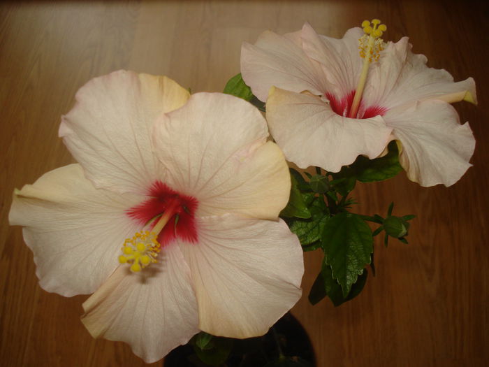 DSC09668 - HIBISCUS 2015