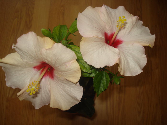 DSC09662 - HIBISCUS 2015