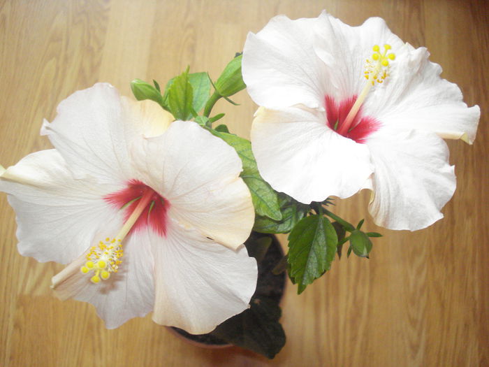 DSC09664 - HIBISCUS 2015