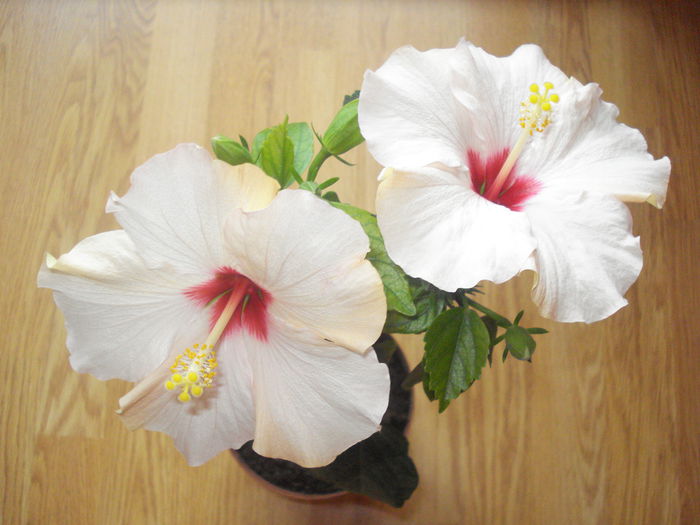 DSC09665 - HIBISCUS 2015