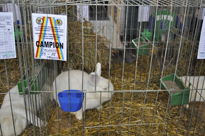 Femela mea campioana