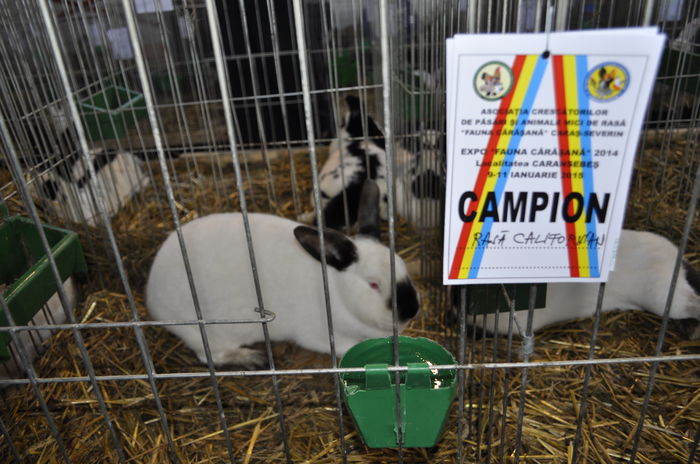 Femela mea campioana