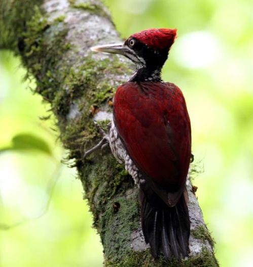 Chrysocolaptes haematribon - frumuseti cu aripi