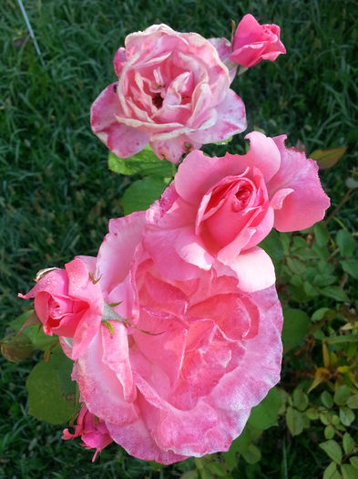 20140809_084523 - AUGUST