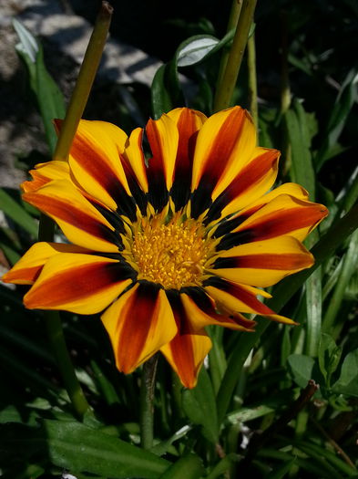 20140814_124229 - AUGUST