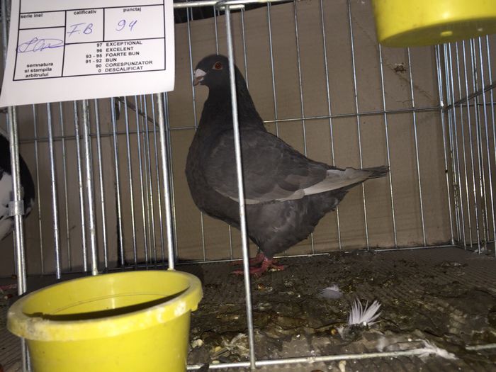 sandupopa - Achizitii 2015