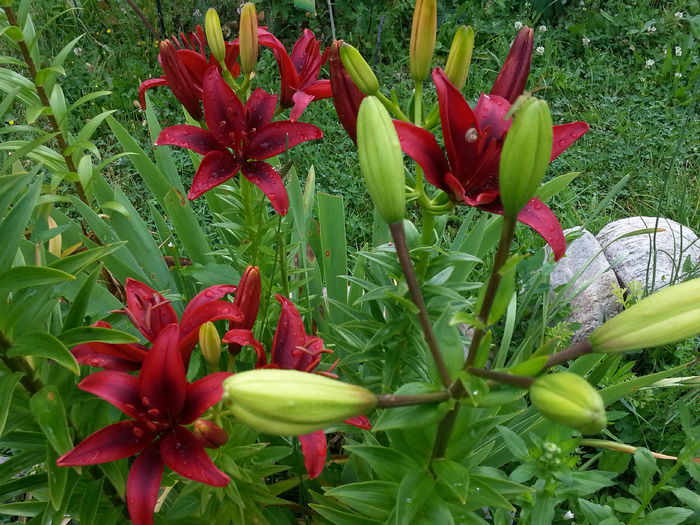 20140617_175126 - CRINI