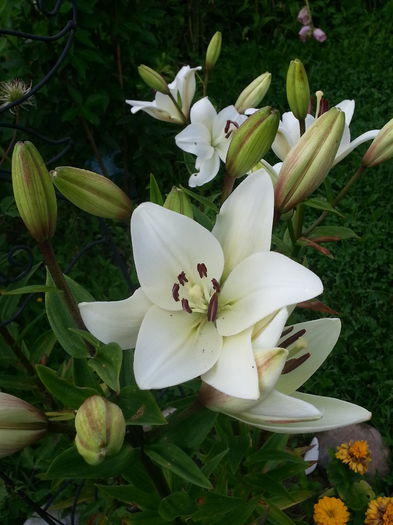 20140628_082448 - CRINI