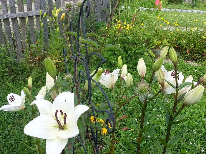 20140628_082505 - CRINI