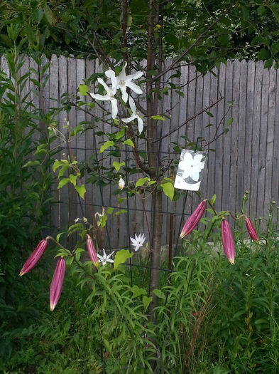 20140628_082953 - CRINI