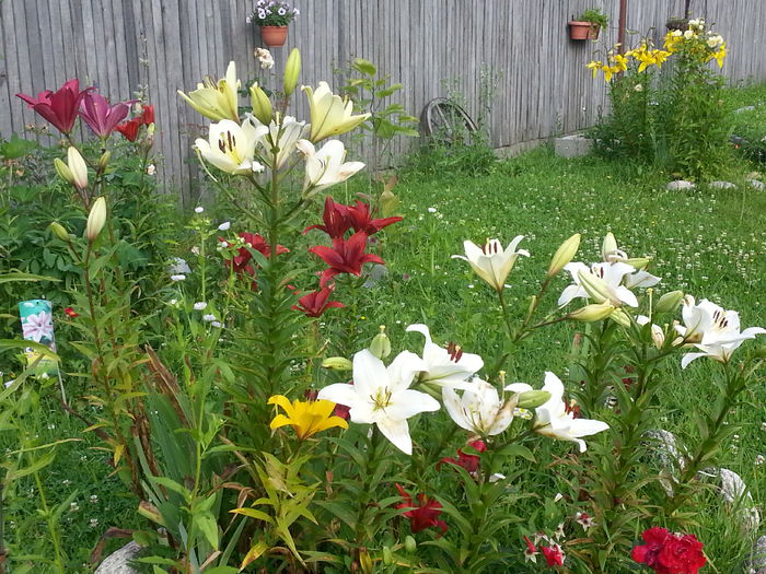 20140628_083219 - CRINI