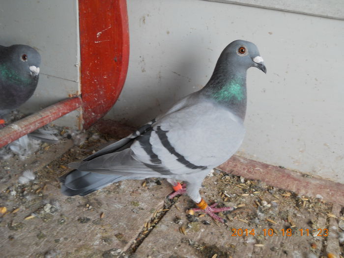 Vanata 34; Fiica din:
-Cuasimodo(Norma Fond 2014)
si &quot;13-ea&quot;(Fiica din loc 94 Fond tineret 2013)
