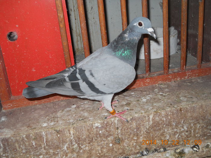 Fumura; Fiica din:
-Aardenu si
-Fumuria
