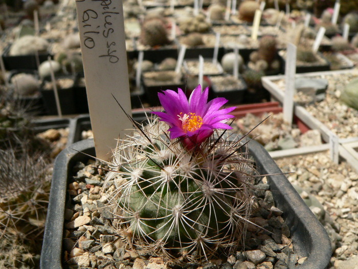 gymnocactus_horripilus_ssp.wrobelianus - genul Turbinicarpus