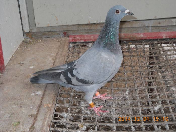 Nebuna; Fiica din:
-Nebunu(Norma AS Fond, Maraton 2014) si
-001 (Norma Palmares Fond 2014)
