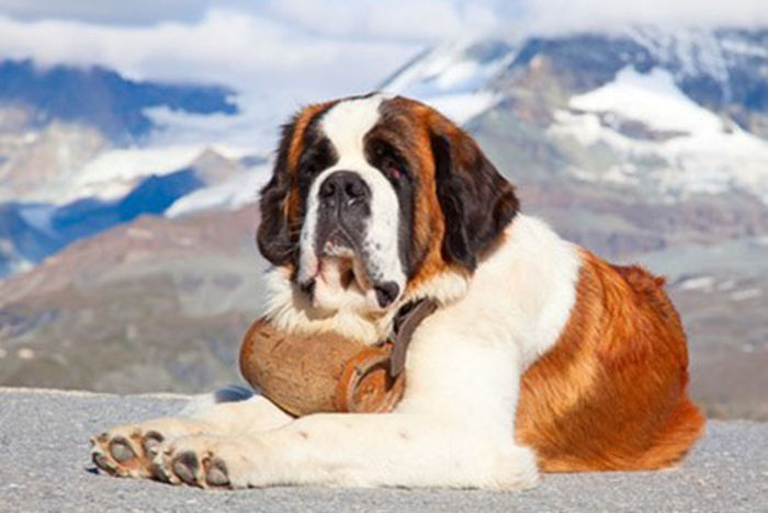 273_chien_de_race_saint_bernard_montagne__066052800_1136_06022014 - Saint Bernard