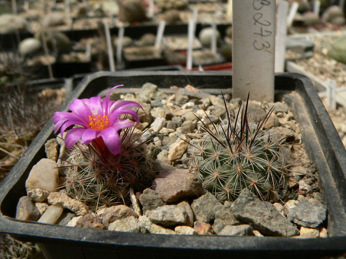 turbinicarpus_gracilis_SB 273