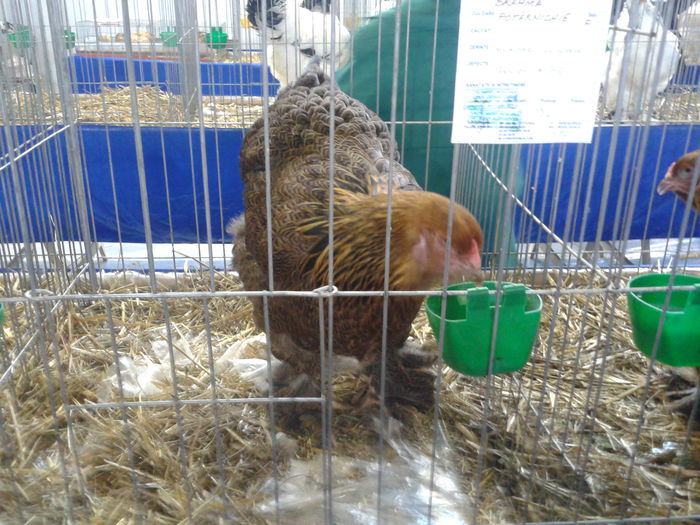 Fotografie0047 - expo judeteana MH 2015