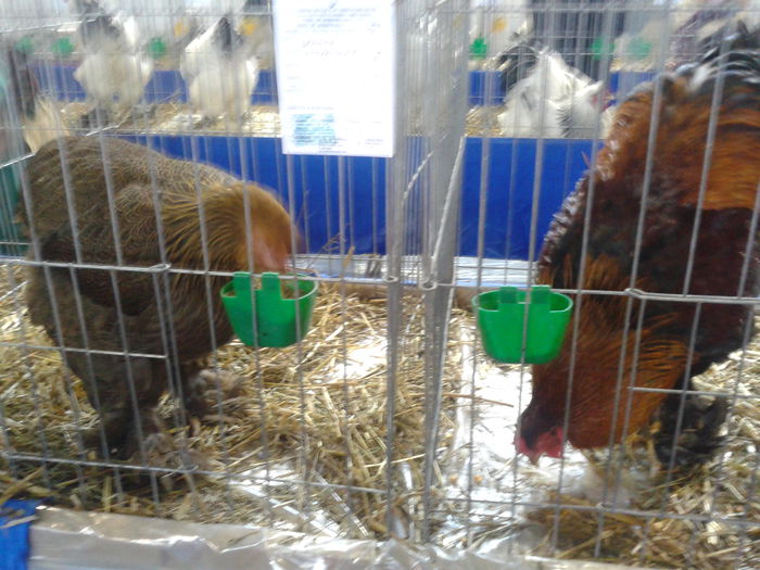 Fotografie0048 - expo judeteana MH 2015