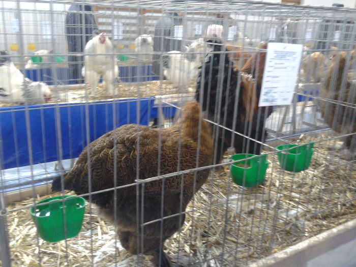 Fotografie0049 - expo judeteana MH 2015