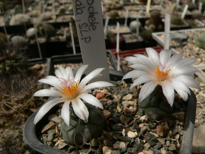 turbinicarpus_macrochele_SB 830 - genul Turbinicarpus