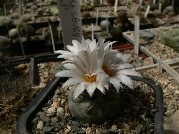 turbinicarpus_polaskii_SB 269