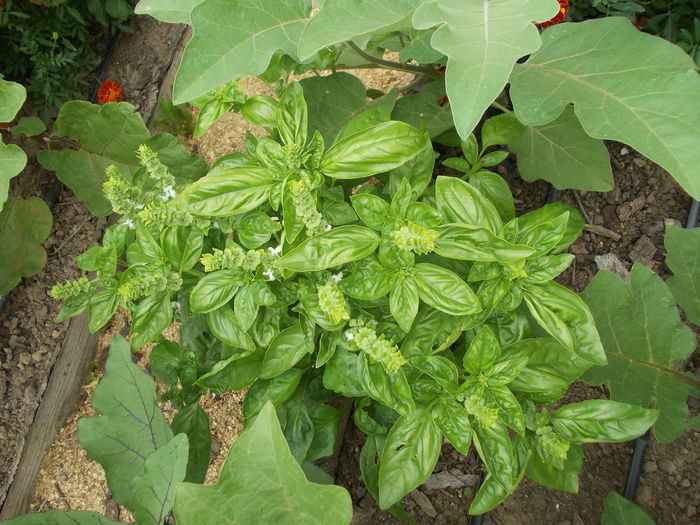 busuioc - plante aromatice