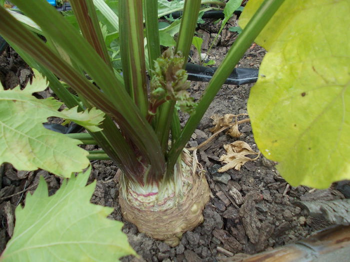 telina de radacina - plante aromatice