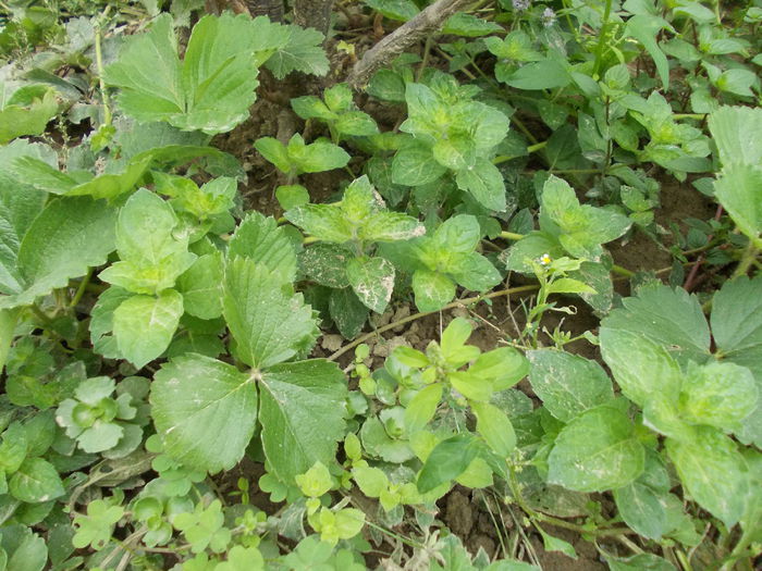 menta - plante aromatice