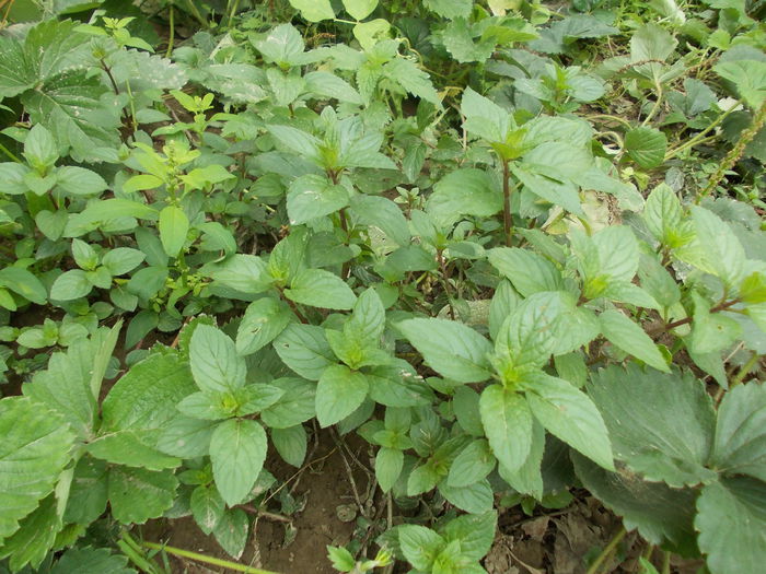 menta