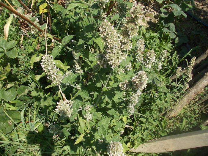 ceva intre menta si lamaita - plante aromatice