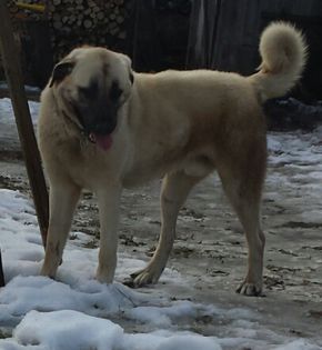 2015-01-20 20.04.09 - kangal-bala de sugag