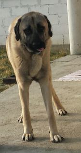 2015-01-20 19.59.07 - kangal-bala de sugag