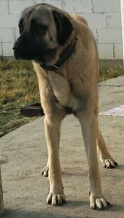 2015-01-20 19.57.06 - kangal-bala de sugag